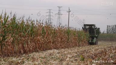 实拍秋天玉米丰收成熟收割